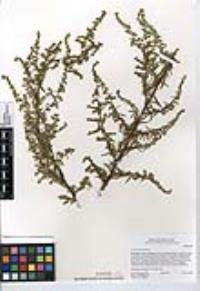 Artemisia dracunculus image
