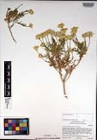 Ericameria linearifolia image