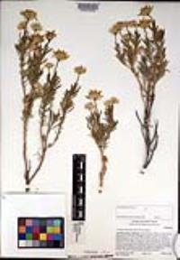 Ericameria linearifolia image