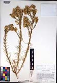 Ericameria pinifolia image