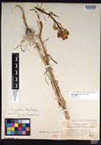 Erysimum capitatum var. capitatum image
