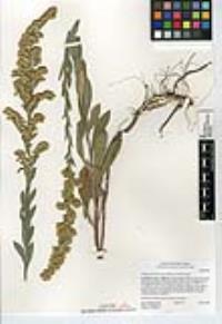 Solidago velutina image