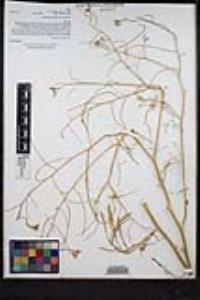 Sisymbrium altissimum image