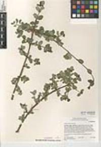Symphoricarpos mollis image