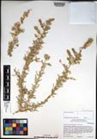 Atriplex canescens var. canescens image