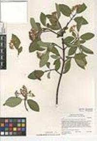 Cornus sericea subsp. occidentalis image