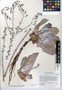 Dudleya pulverulenta image