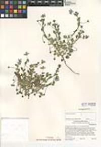 Nemophila menziesii var. integrifolia image