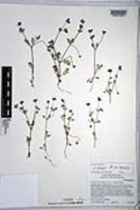 Nemophila menziesii var. menziesii image