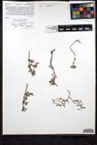 Monardella nana subsp. arida image