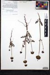 Salvia columbariae image