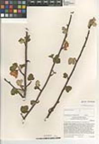 Fremontodendron californicum image