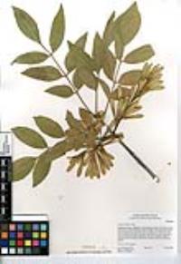 Fraxinus velutina image