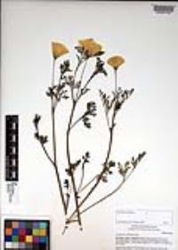Eschscholzia californica image