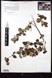 Ceanothus oliganthus var. orcuttii image