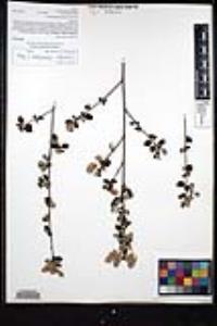 Ceanothus tomentosus var. olivaceus image