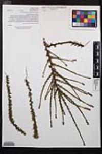 Adenostoma fasciculatum image