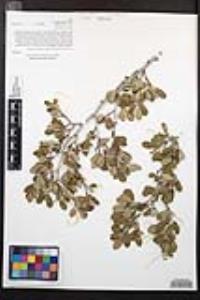 Cercocarpus montanus image