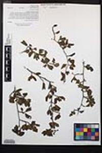 Cercocarpus minutiflorus image