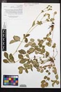 Drymocallis glandulosa var. reflexa image