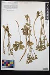 Potentilla gracilis var. fastigiata image