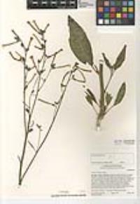 Nicotiana attenuata image