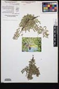 Senegalia greggii image