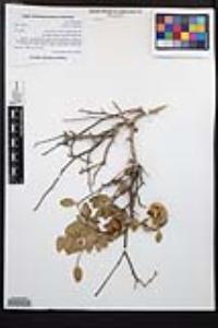 Viscainoa geniculata image