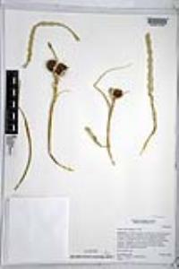 Hesperocallis undulata image