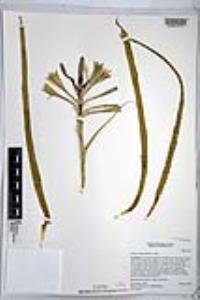Hesperocallis undulata image