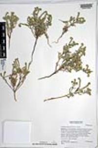 Johnstonella angustifolia image