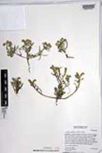 Johnstonella angustifolia image