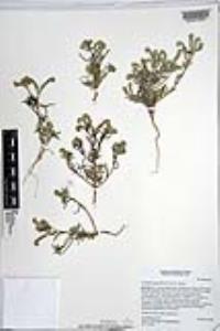 Johnstonella angustifolia image