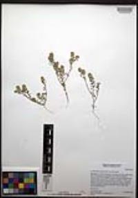 Lepidium lasiocarpum image