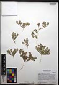 Lepidium lasiocarpum image