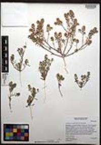 Lepidium lasiocarpum image