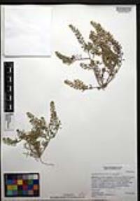 Lepidium lasiocarpum image