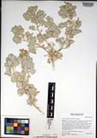 Atriplex hymenelytra image