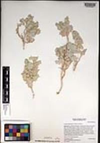 Atriplex hymenelytra image