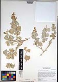 Atriplex hymenelytra image