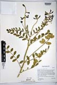 Astragalus crotalariae image