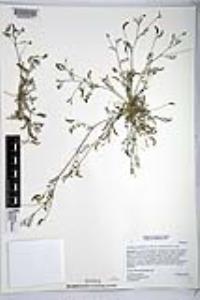 Astragalus nuttallianus var. cedrosensis image