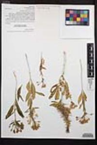 Eremothera boothii image