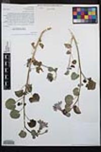 Chylismia cardiophylla image