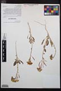 Chylismia claviformis var. peirsonii image