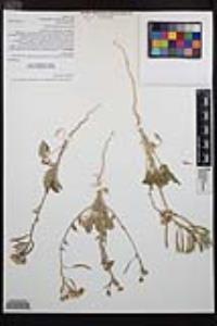 Chylismia claviformis image