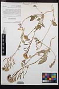 Chylismia claviformis var. peirsonii image