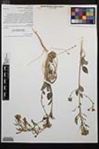 Chylismia claviformis var. peirsonii image