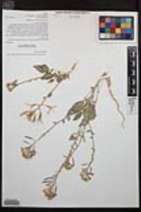 Chylismia claviformis image