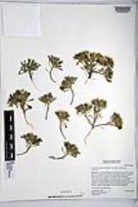 Langloisia setosissima subsp. setosissima image